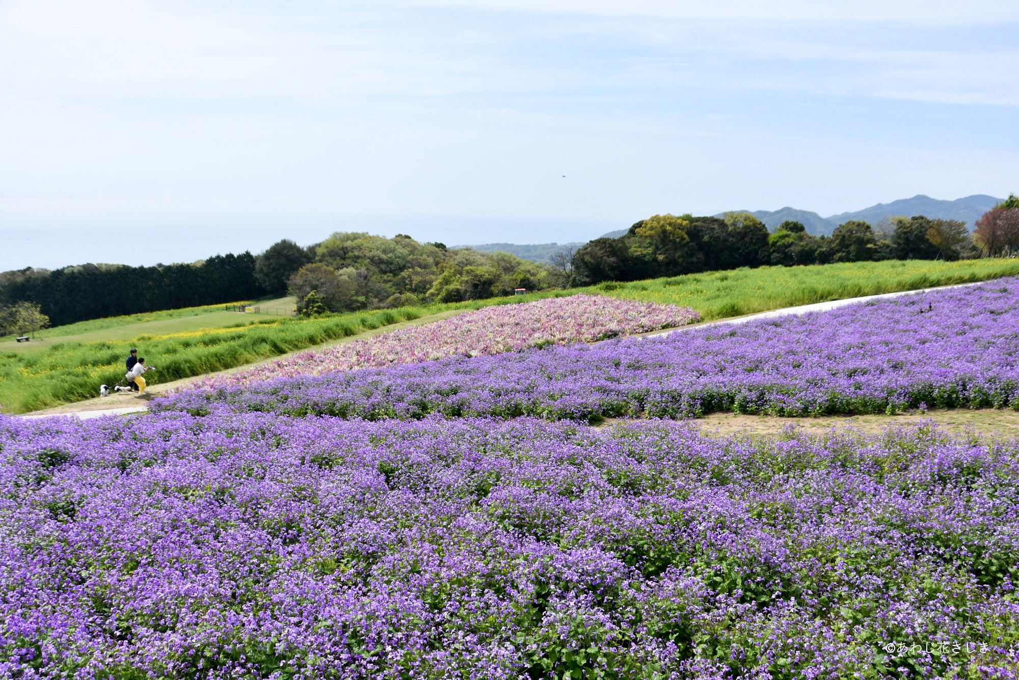 ふれあいの花園　ムラサキハナナ リナリア 