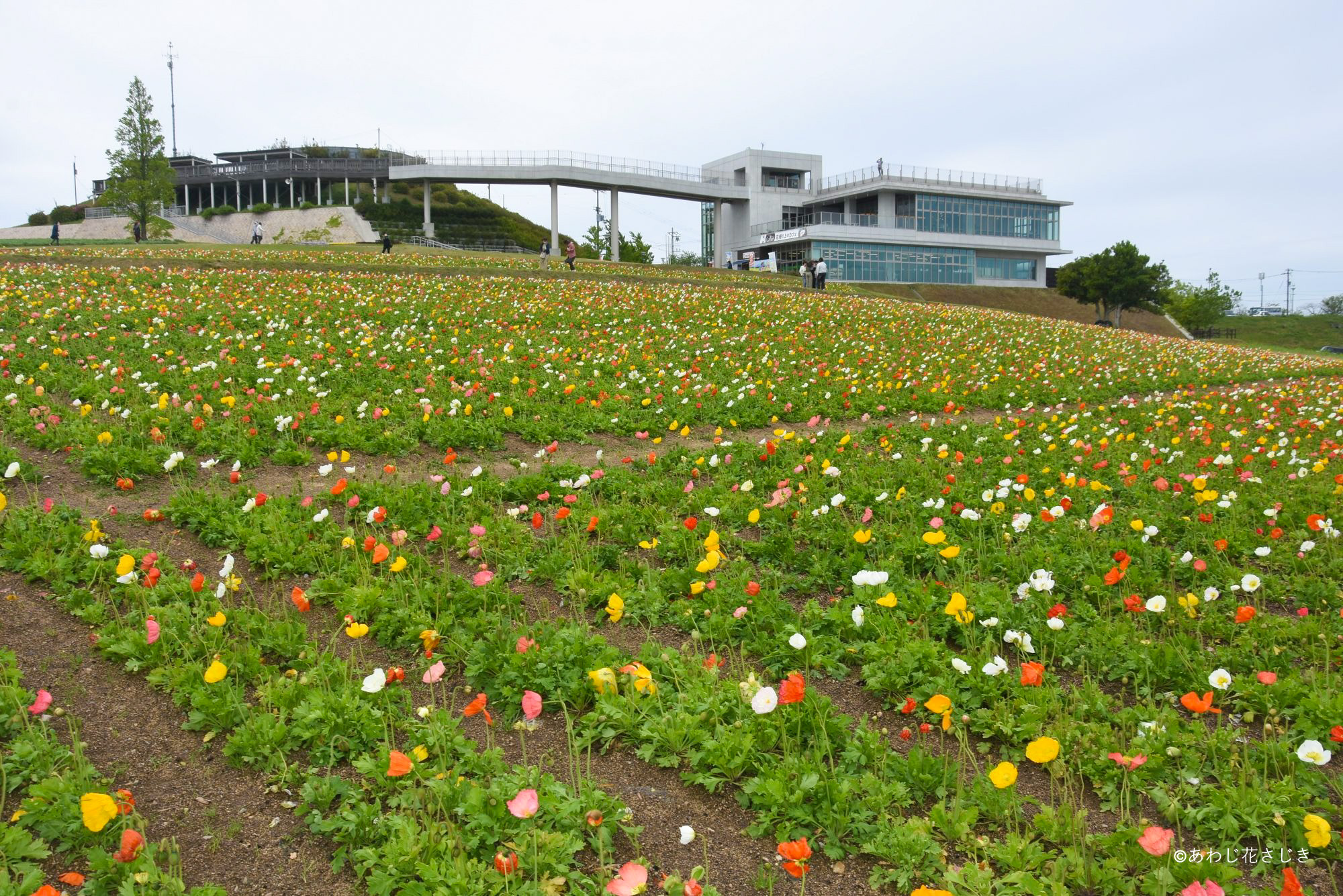 天空の花園　アイスランドポピー