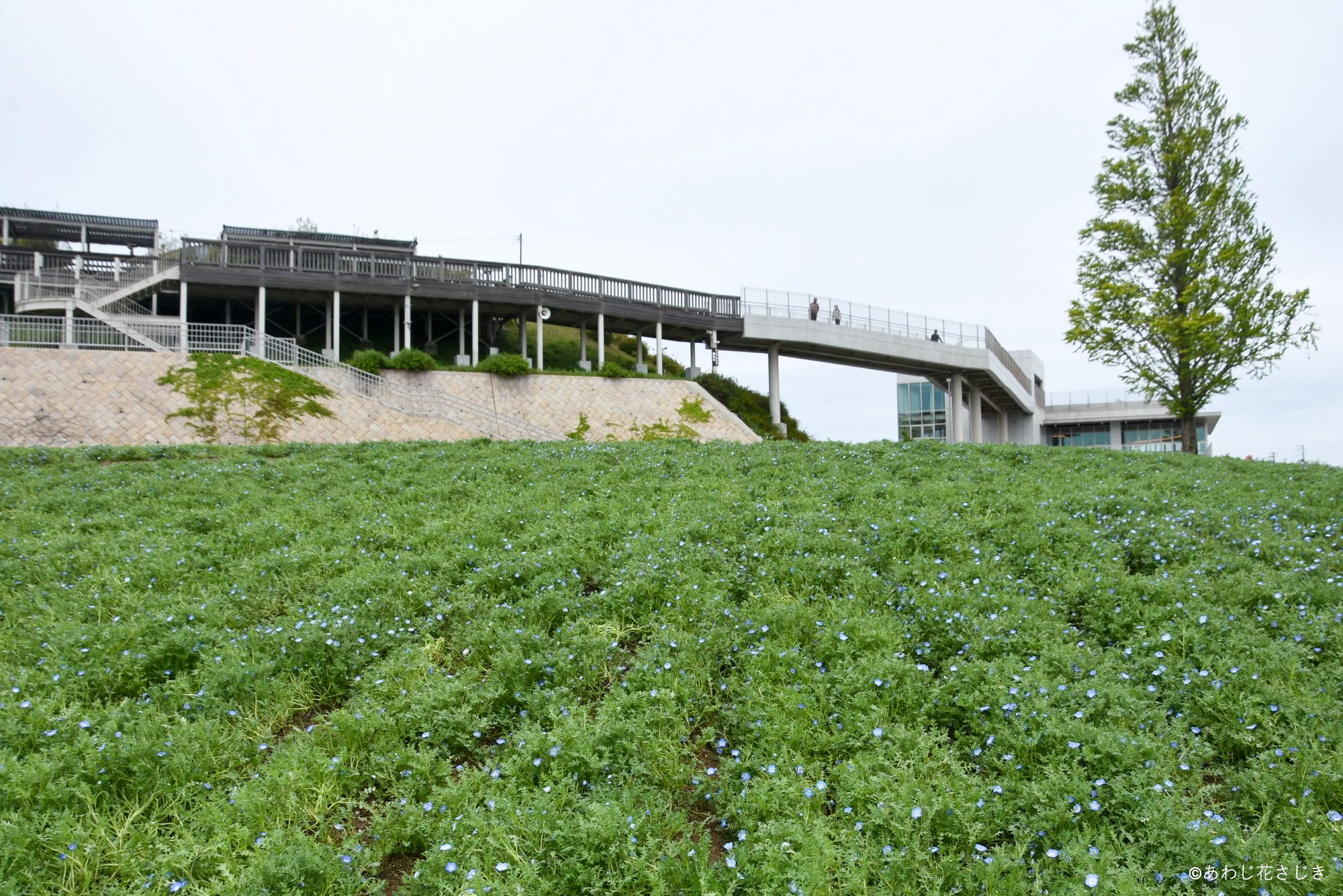 天空の花壇　ネモフィラ開花中