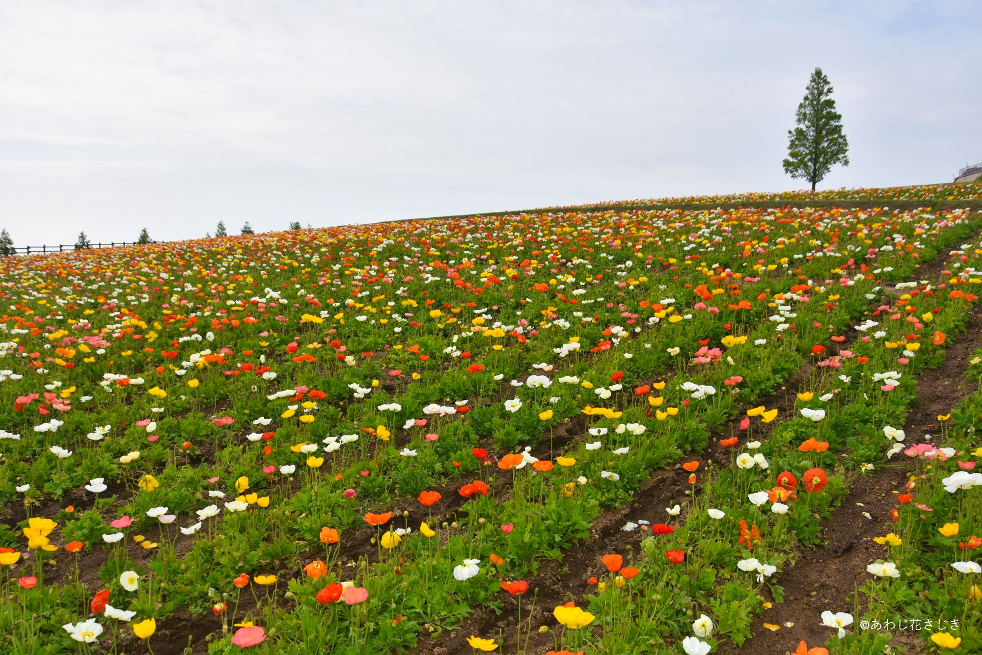 ネモフィラ、カリフォルニアポピー、キンギョソウが開花中です（4/29更新）