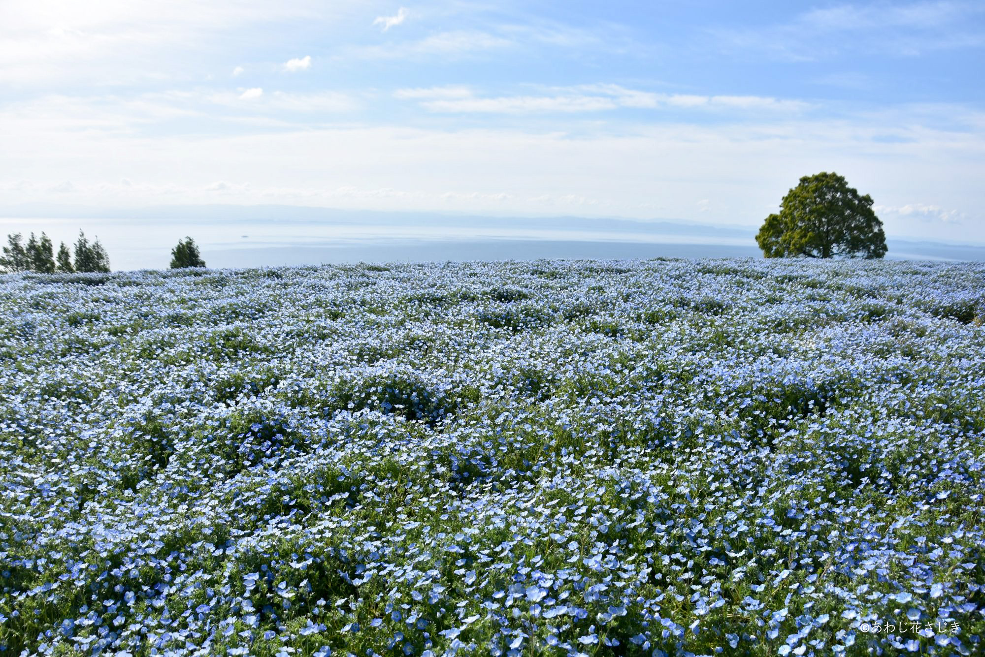 天空の花壇　ネモフィラ