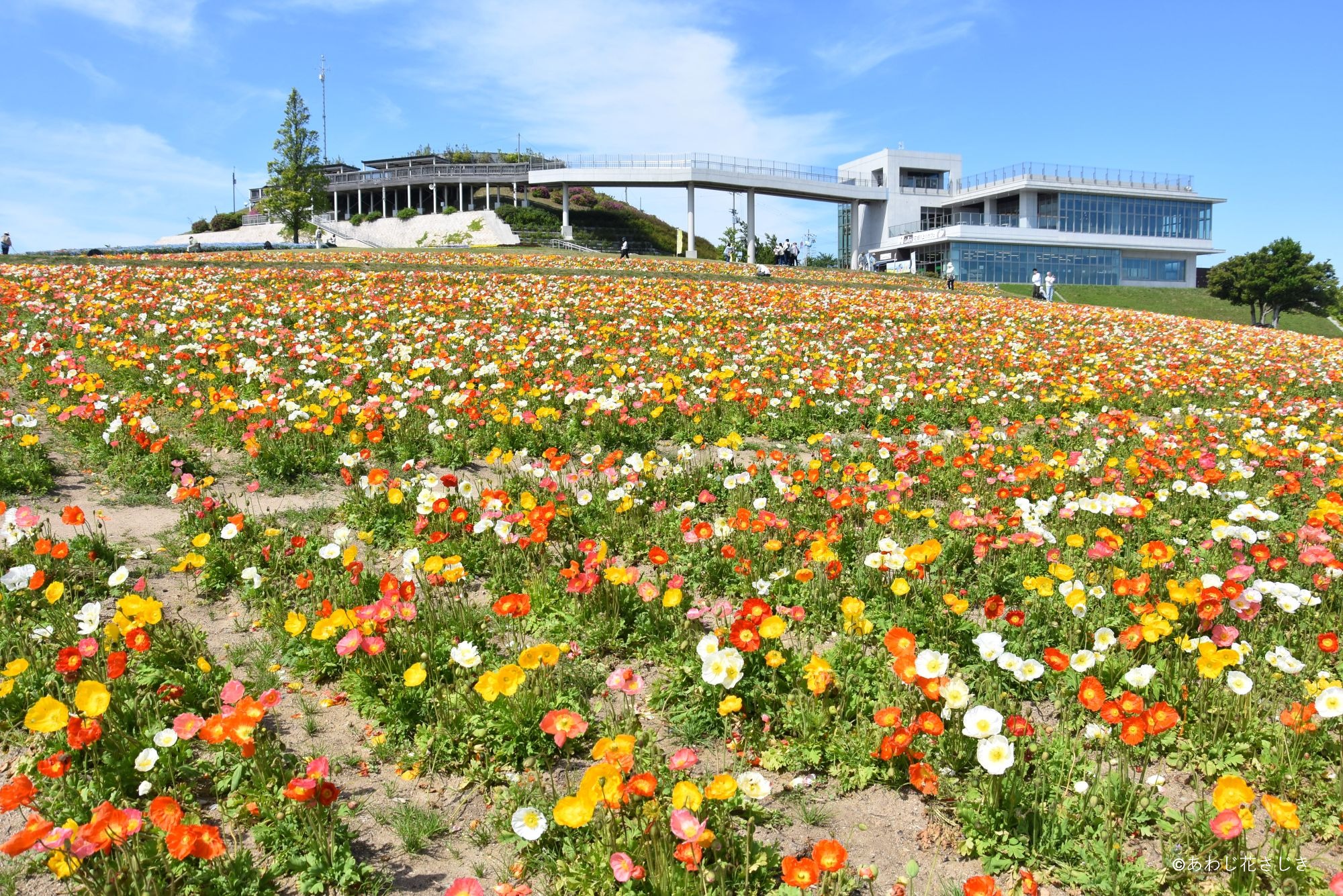 天空の花園　アイスランドポピー