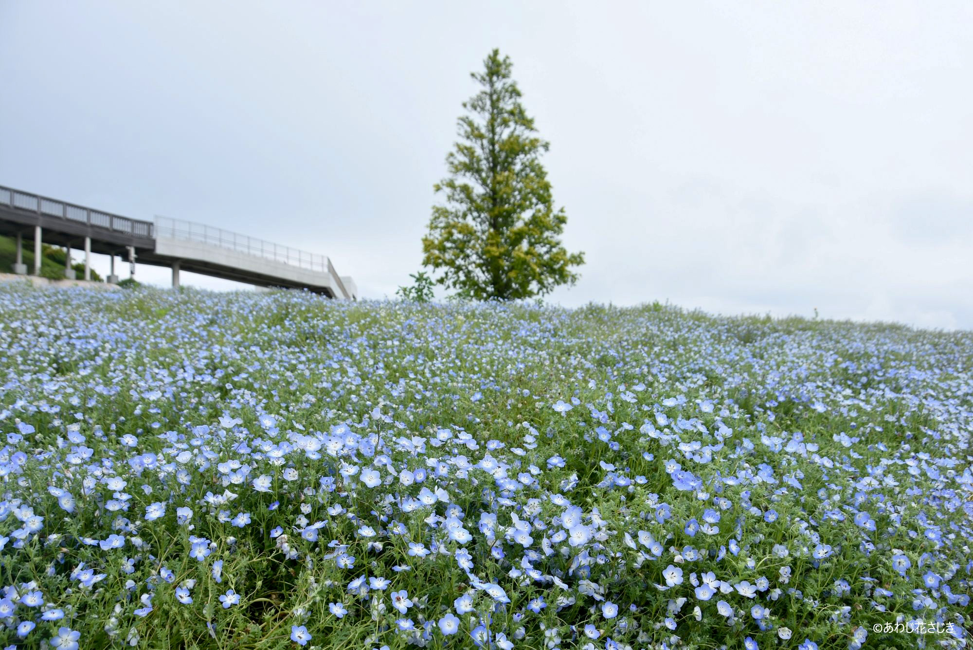 天空の花壇　ネモフィラ