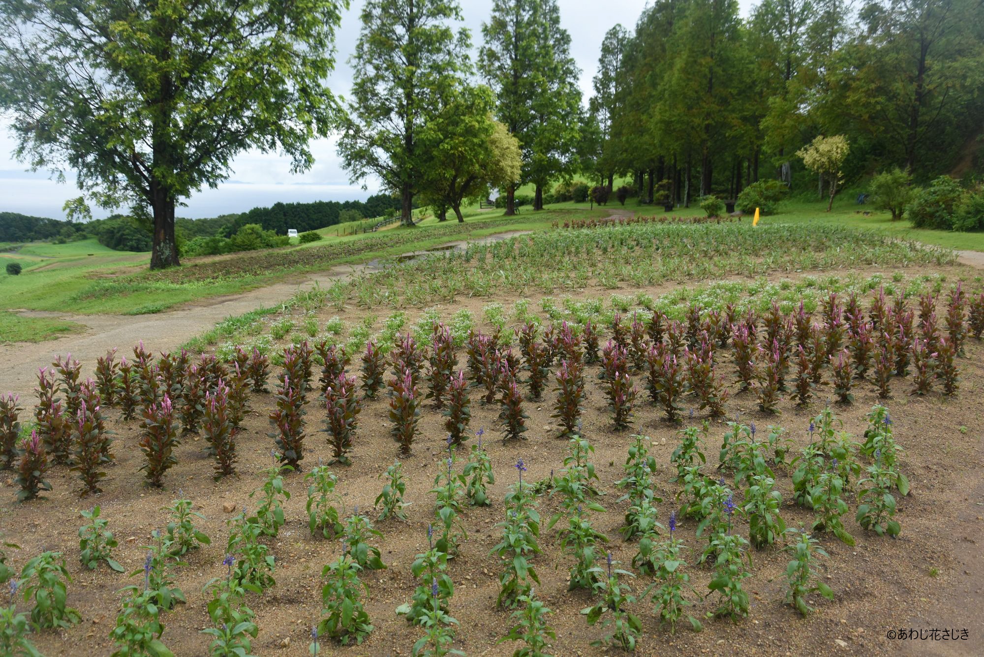 歓びの庭花壇　咲き始め