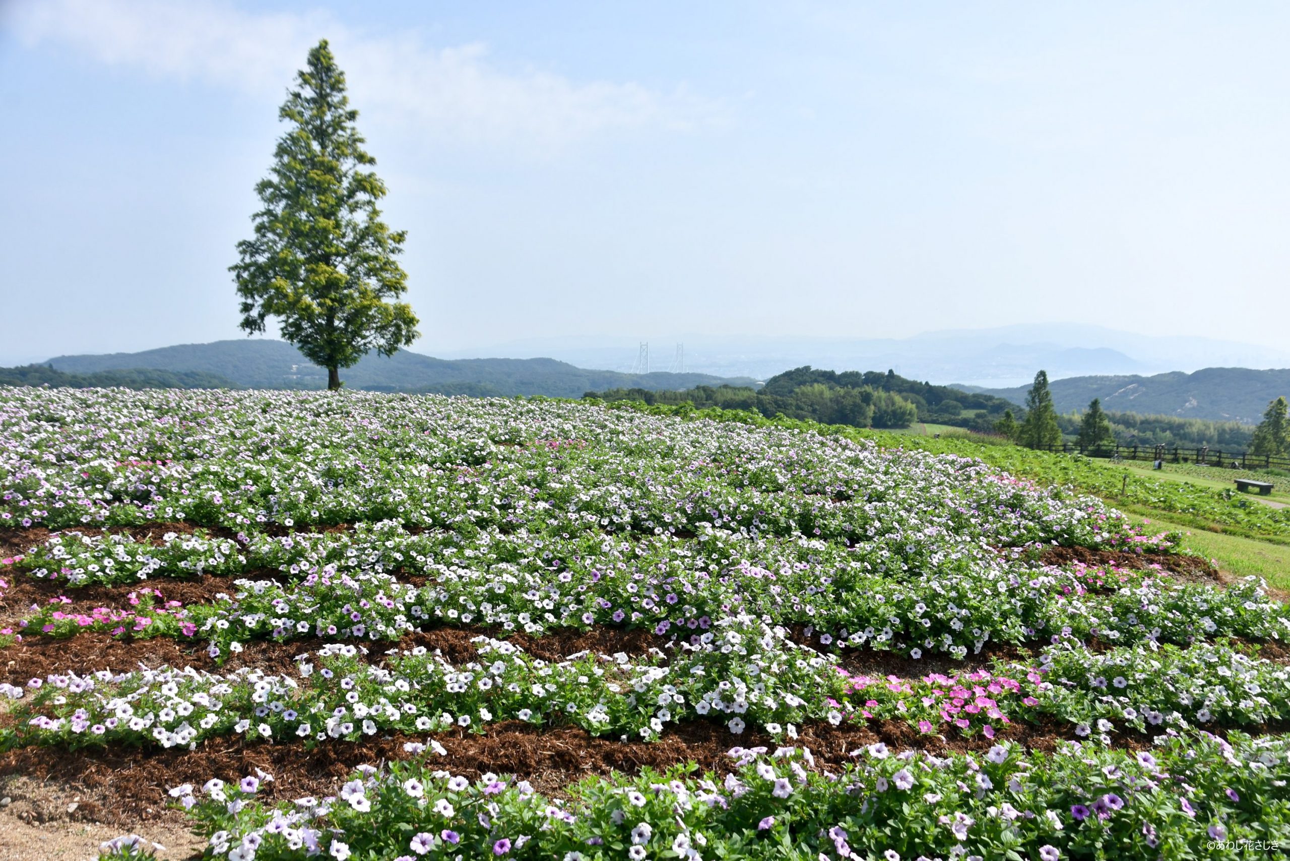 天空の花壇 ペチュニア