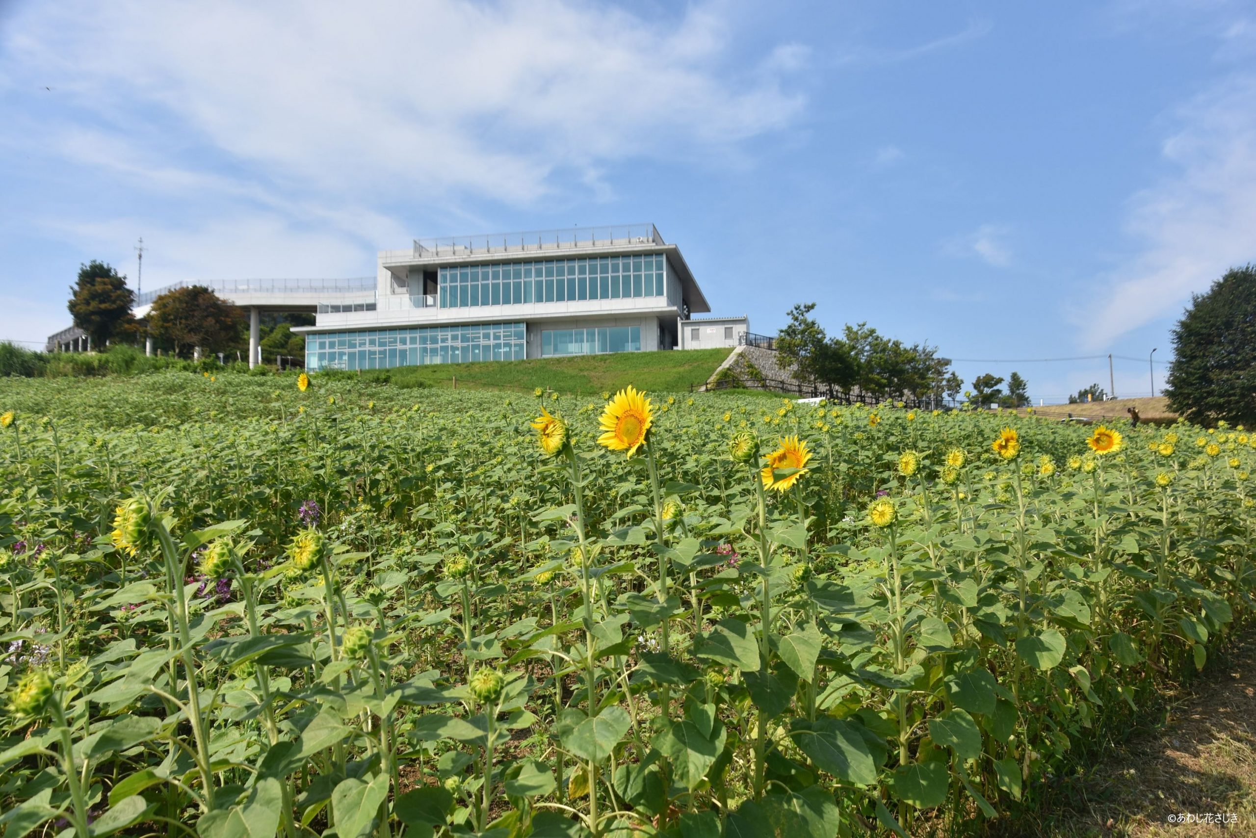 共生の花園 ひまわり咲き始め