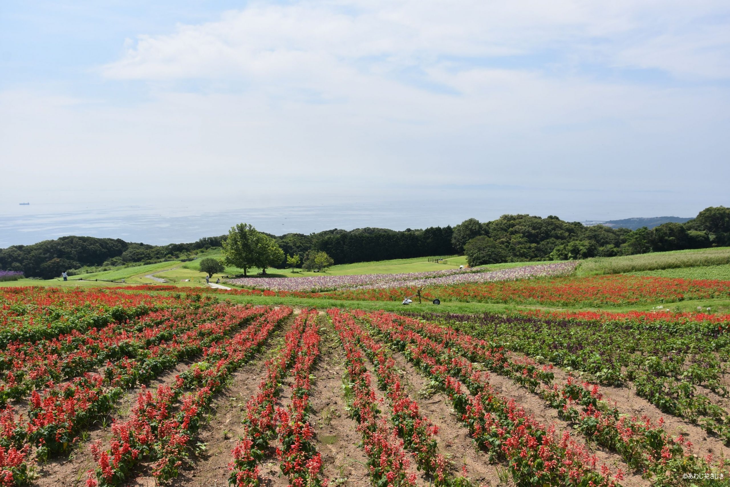 ふれあいの花園