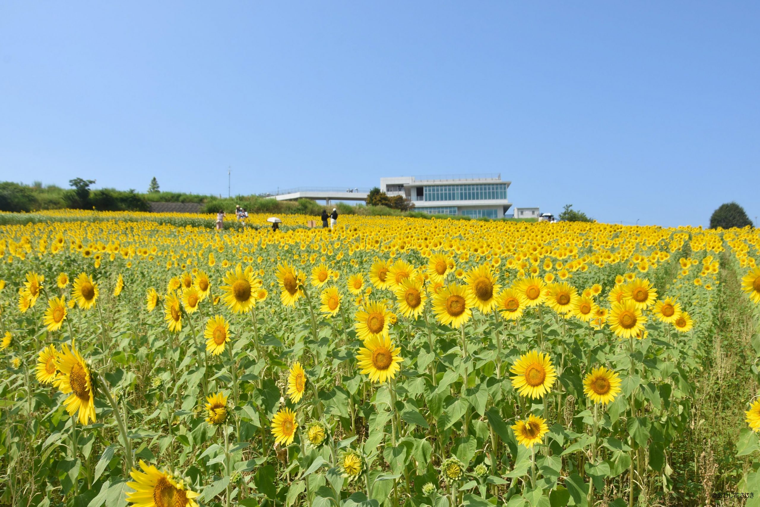 共生の花園　ひまわり ハイブリッド