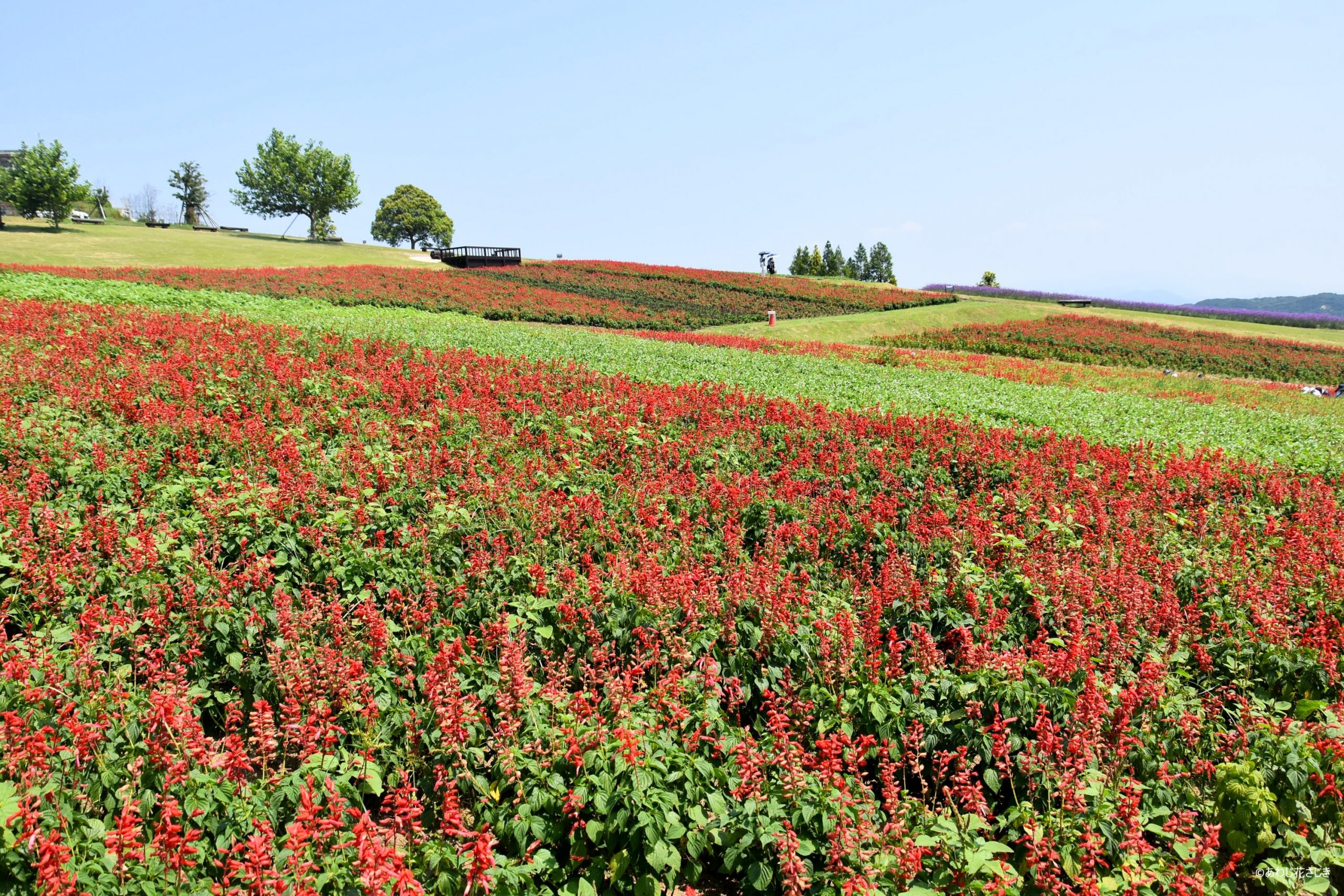 ふれあいの花園　サルビア、センニチコウ開花中