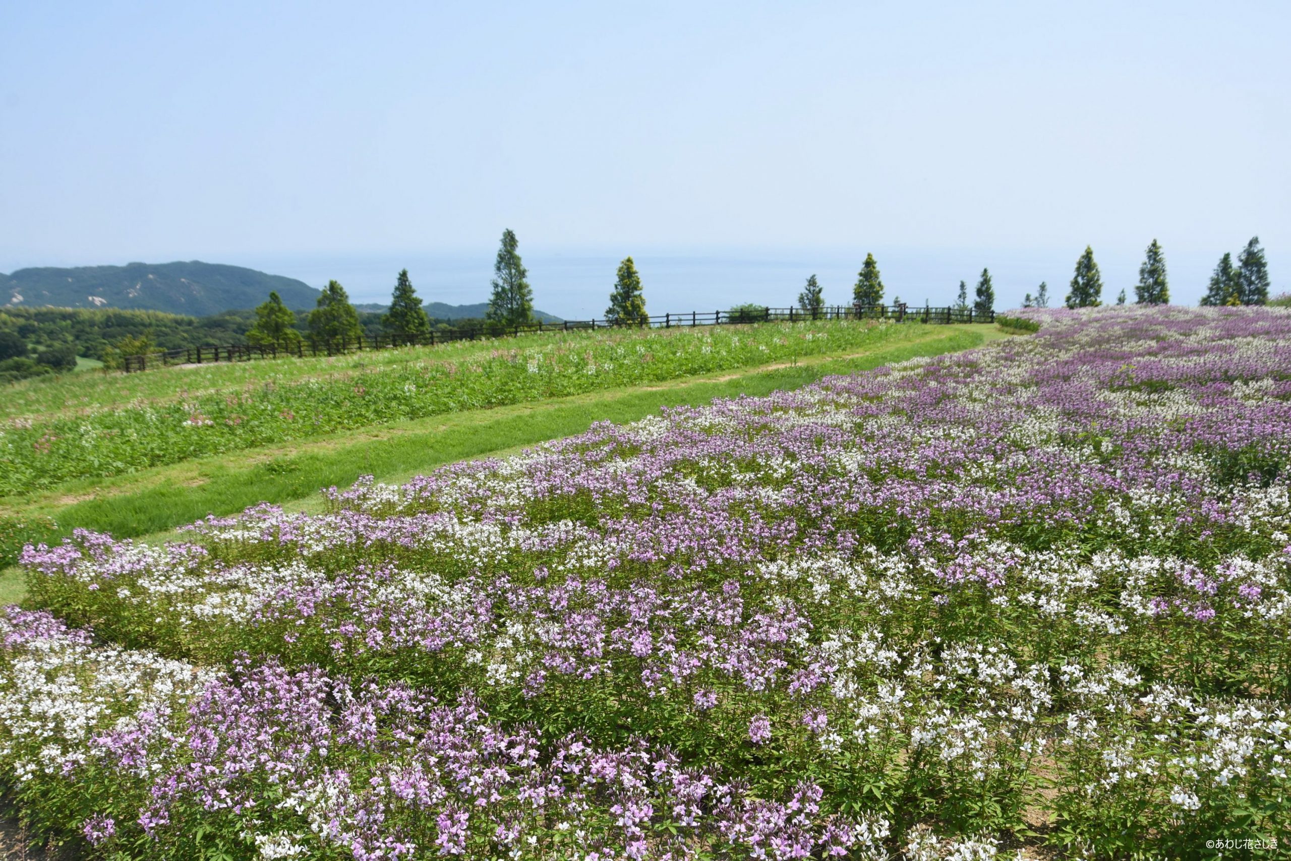 天空の花壇　クレオメ セニョリータ　奥クレオメ咲き始め