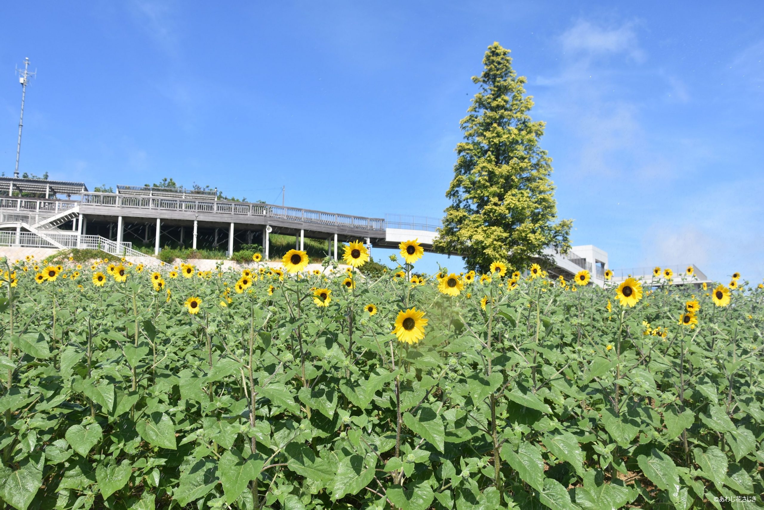 天空の花壇　ひまわり サンフィニティ開花中