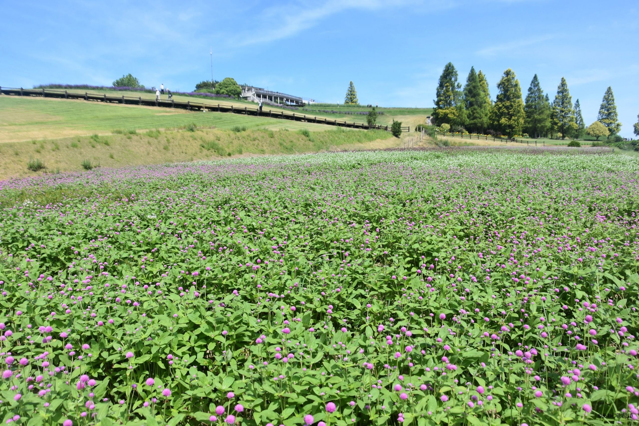 癒しの花園　センニチコウ開花中