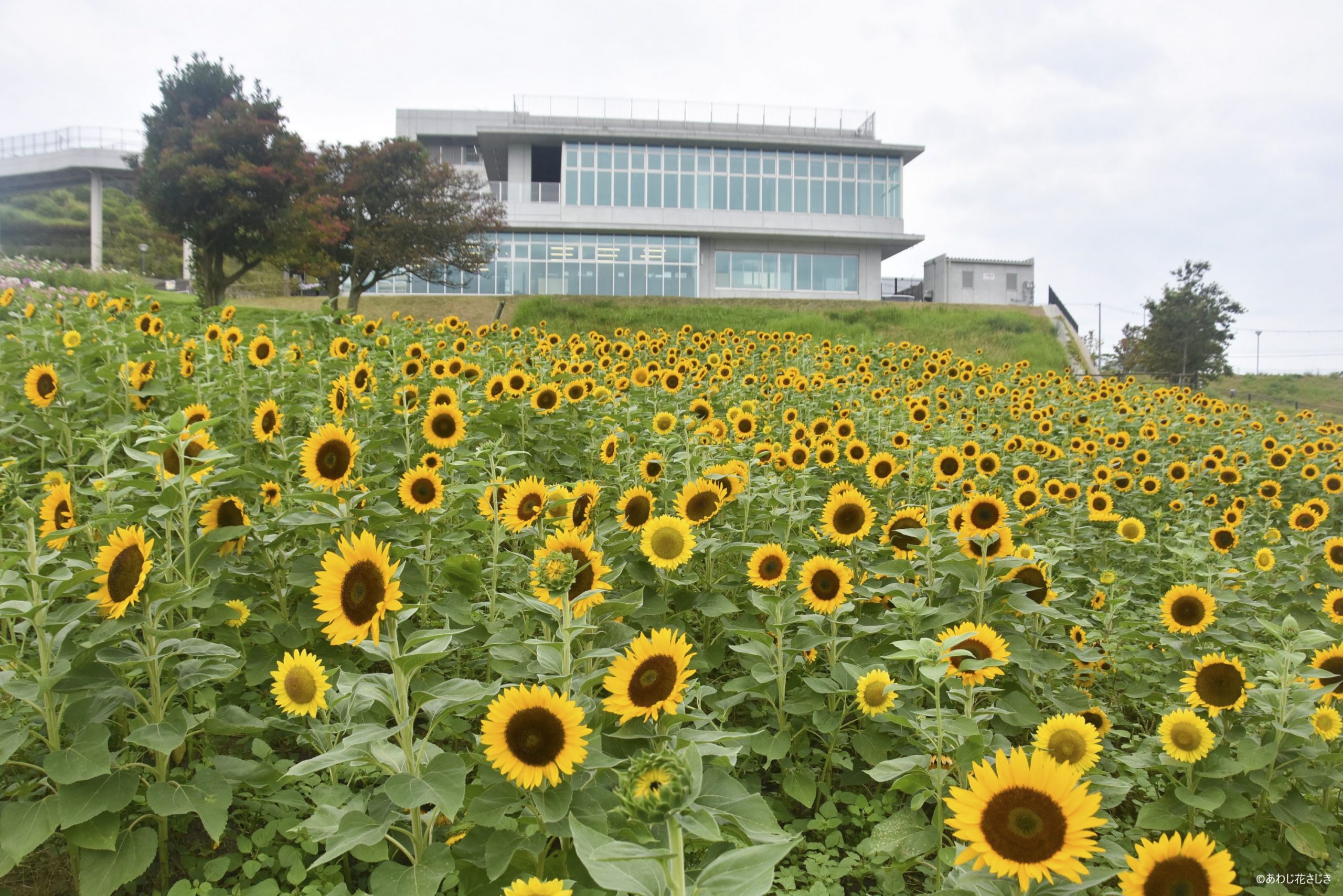 天空の花園　ひまわり『サンリッチ』