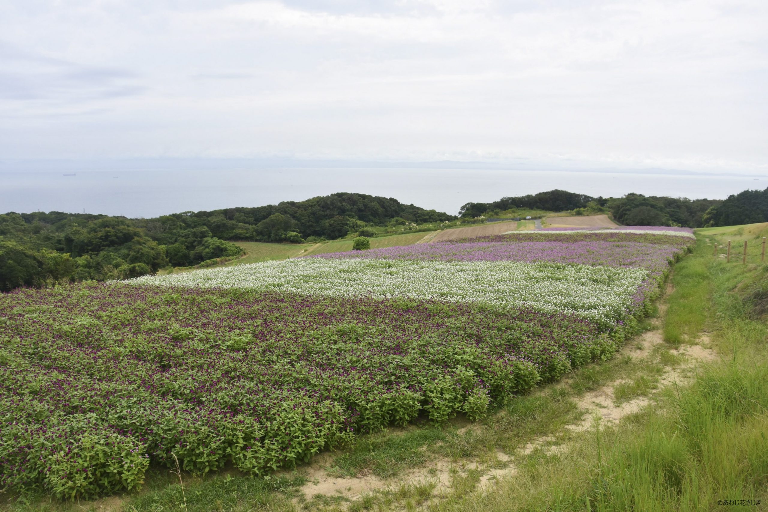 癒しの花園　センニチコウ