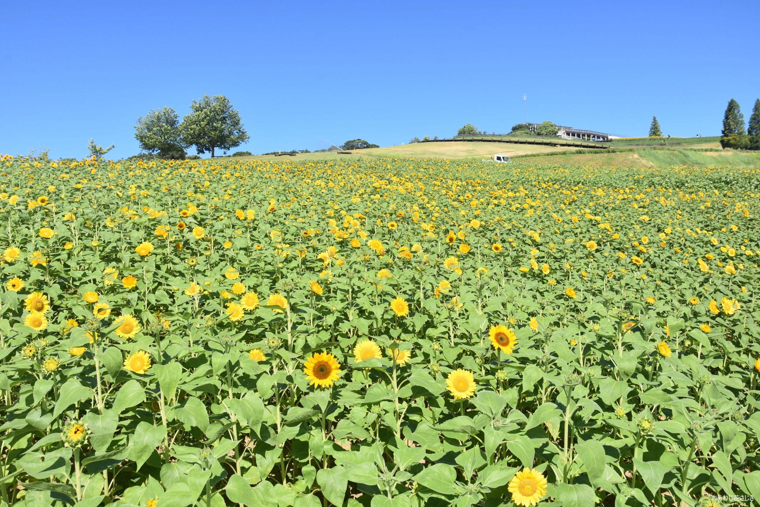 癒しの花園　ひまわり『サンリッチ』開花中