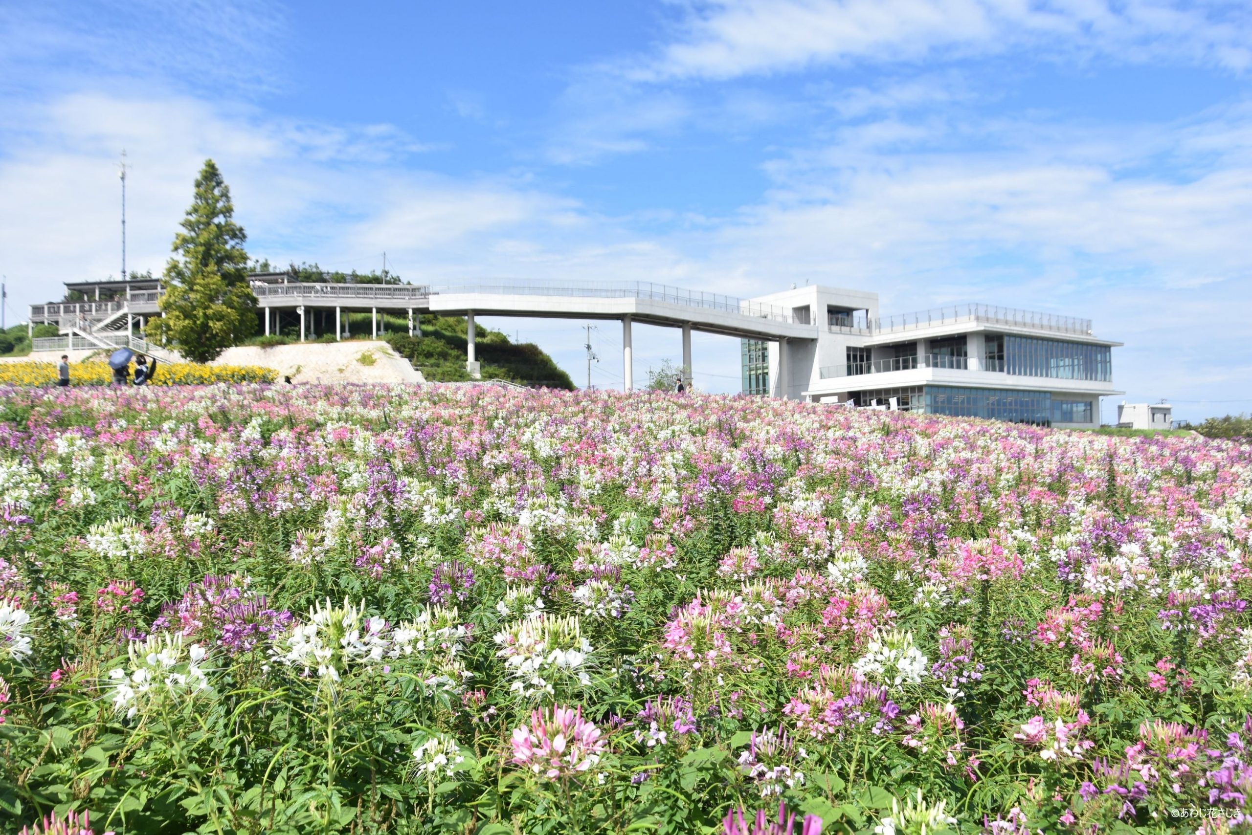天空の花園　クレオメ