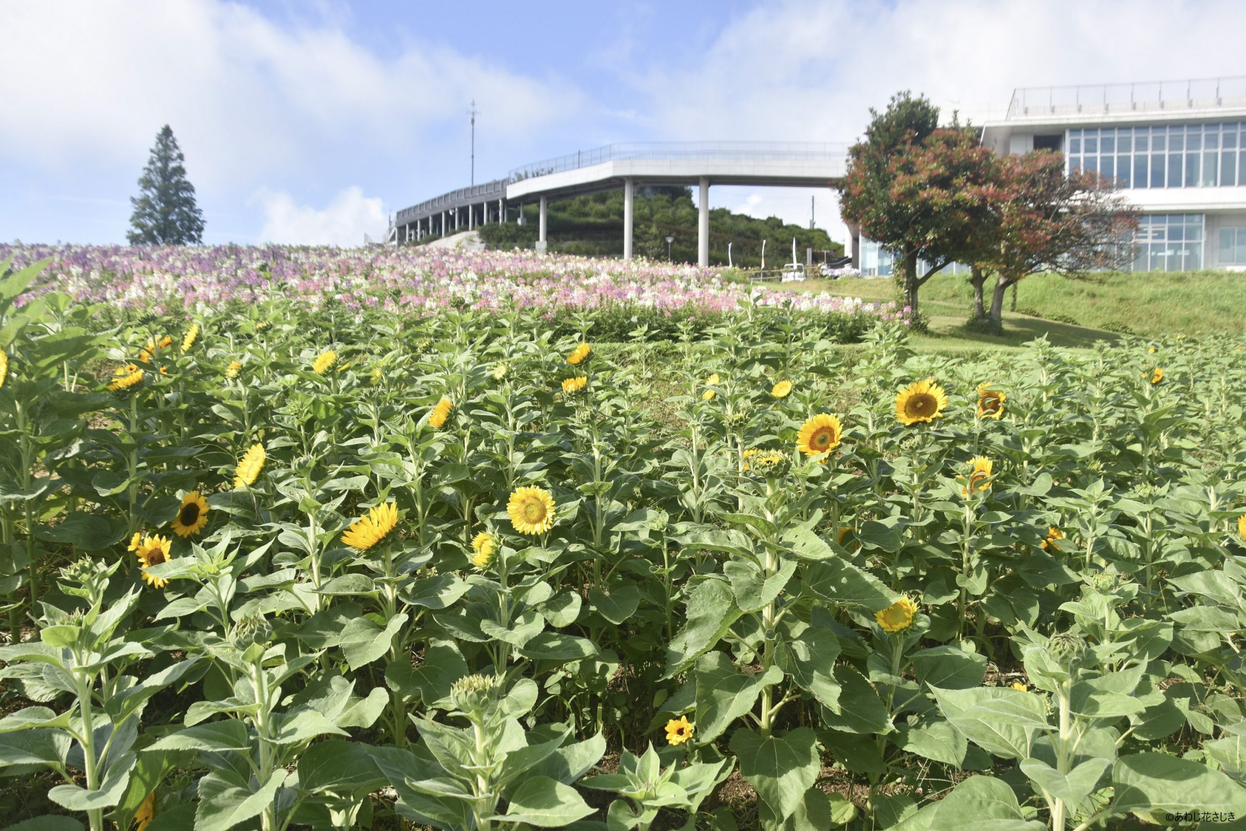 天空の花園　ひまわり『サンリッチ』開花中　奥 クレオメ