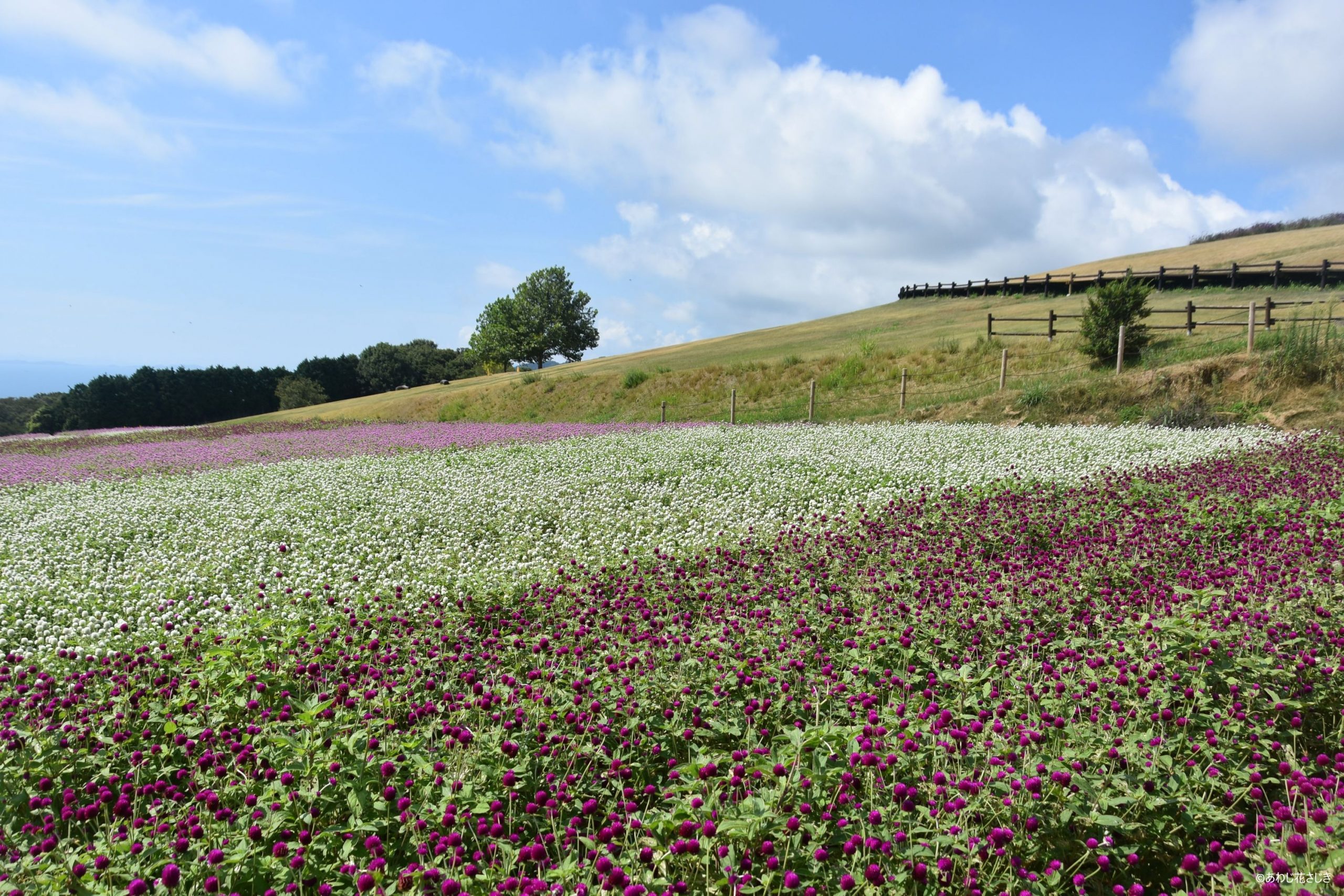 癒しの花園　センニチコウ