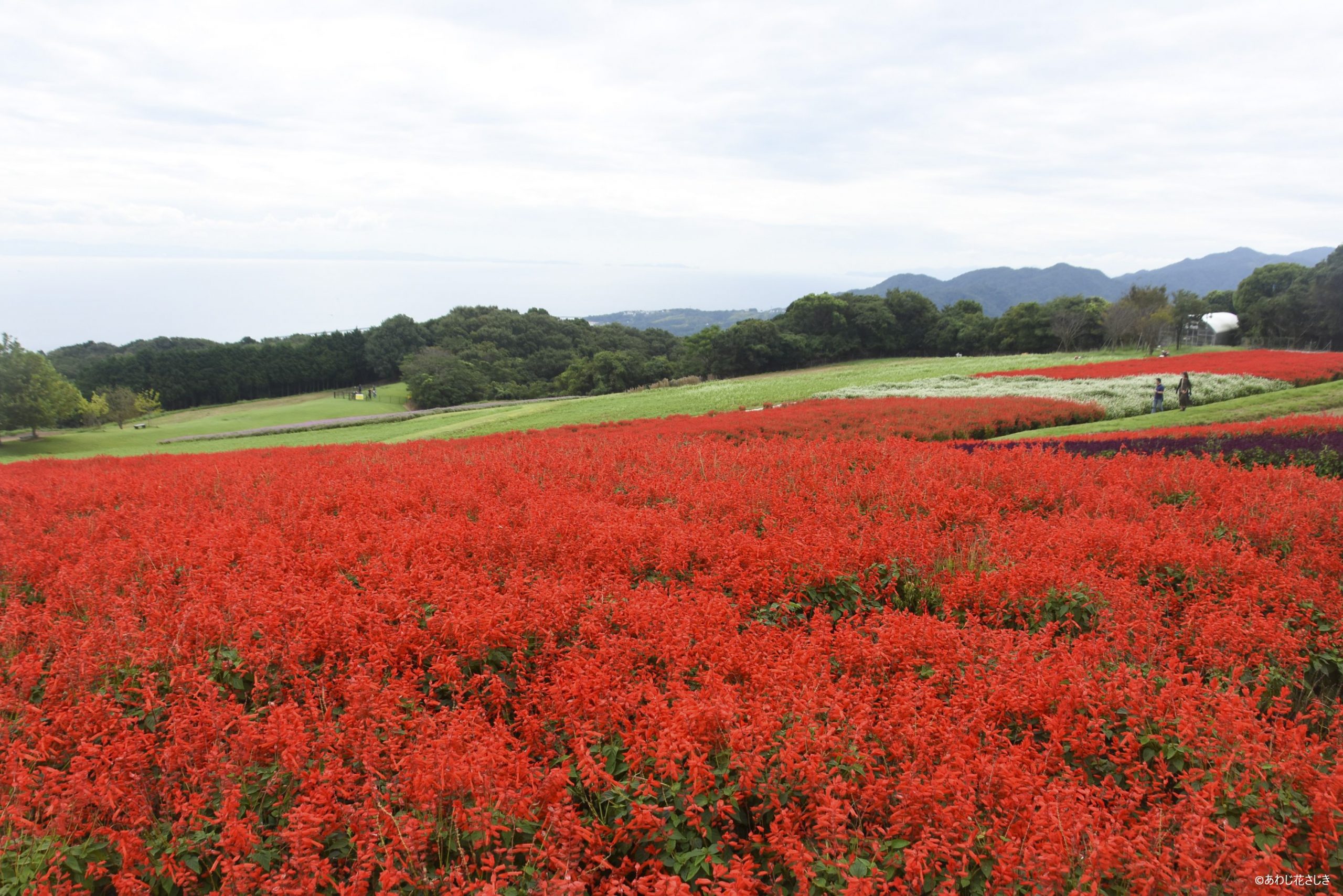ふれあいの花園　サルビア