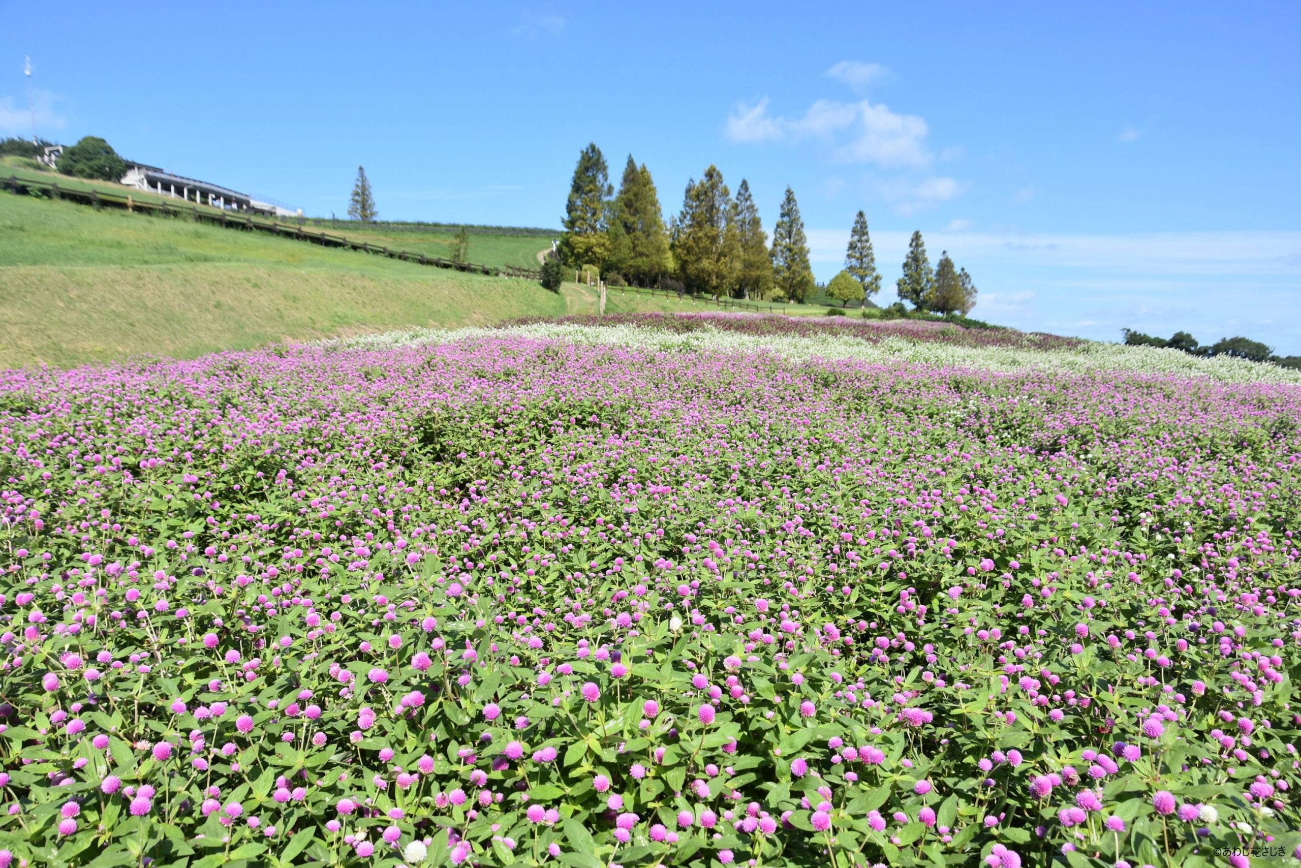 癒しの花園　センニチコウ