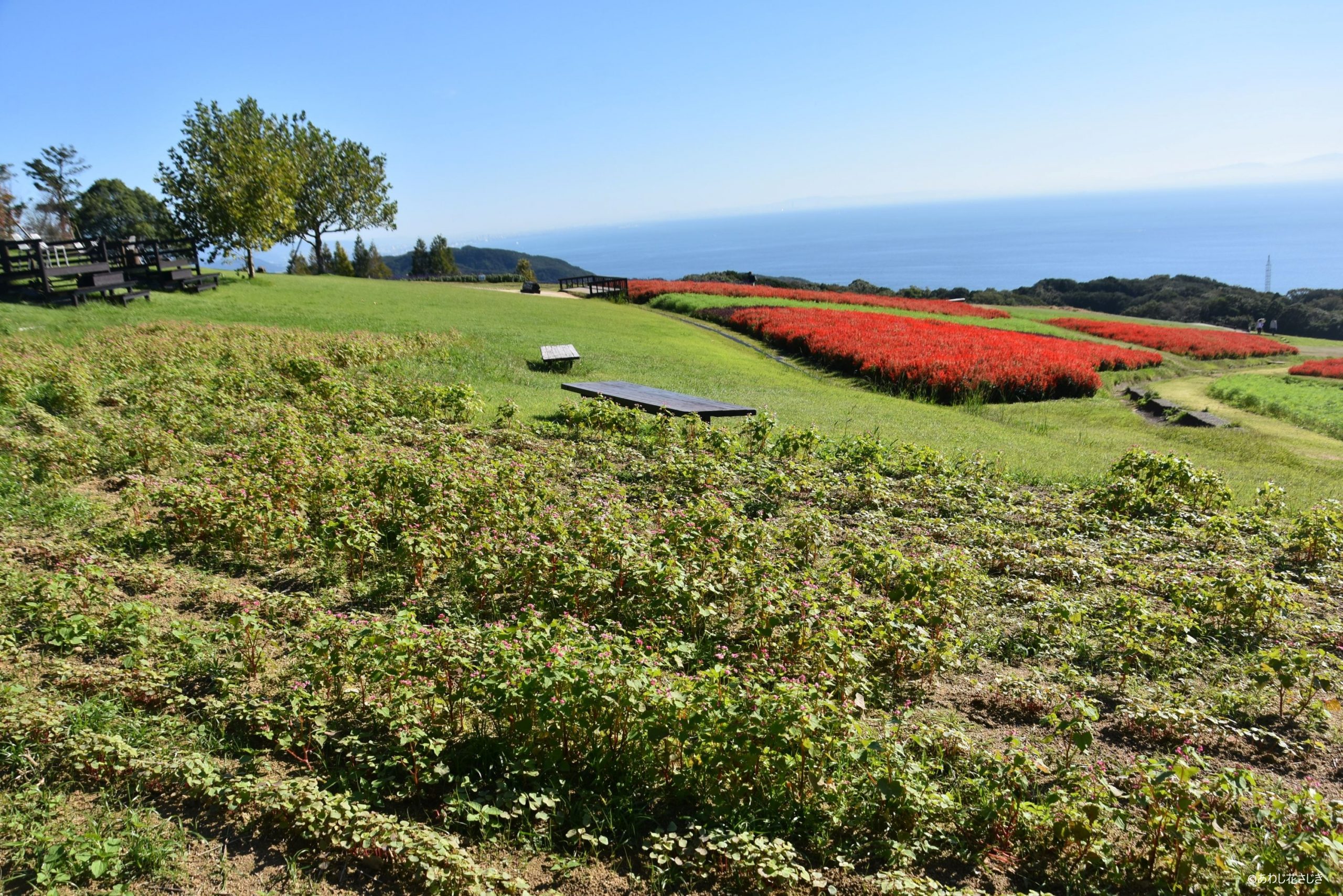 ふれあいの花園花壇から　手前赤ソバ開花中