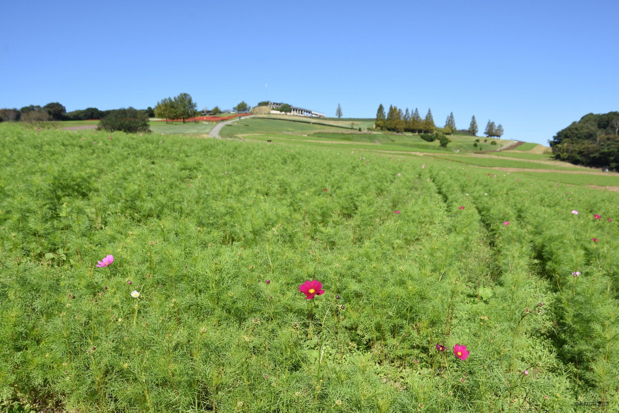 癒しの花園海側から　コスモス咲き始め