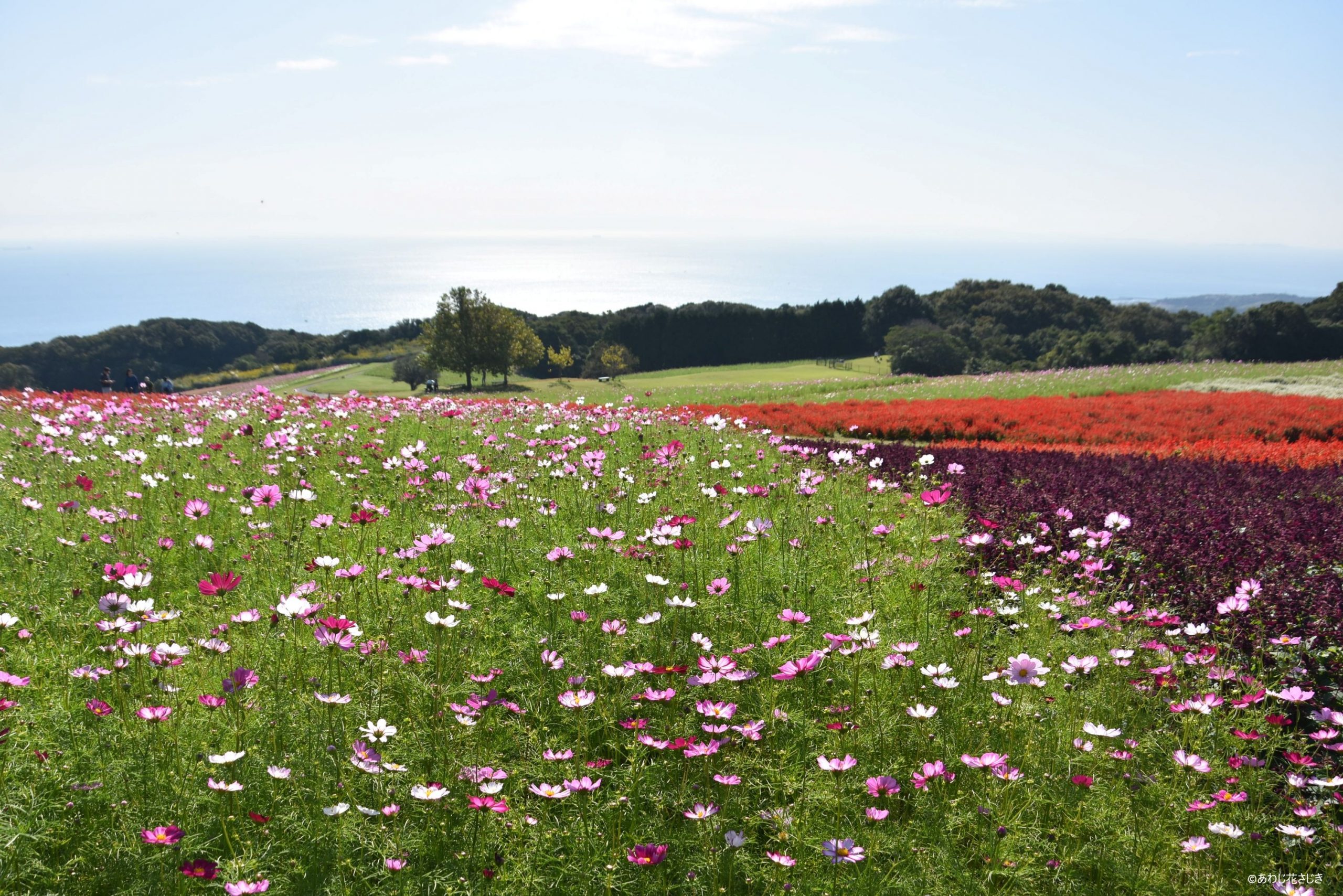 ふれあいの花園　コスモス開花中、サルビア