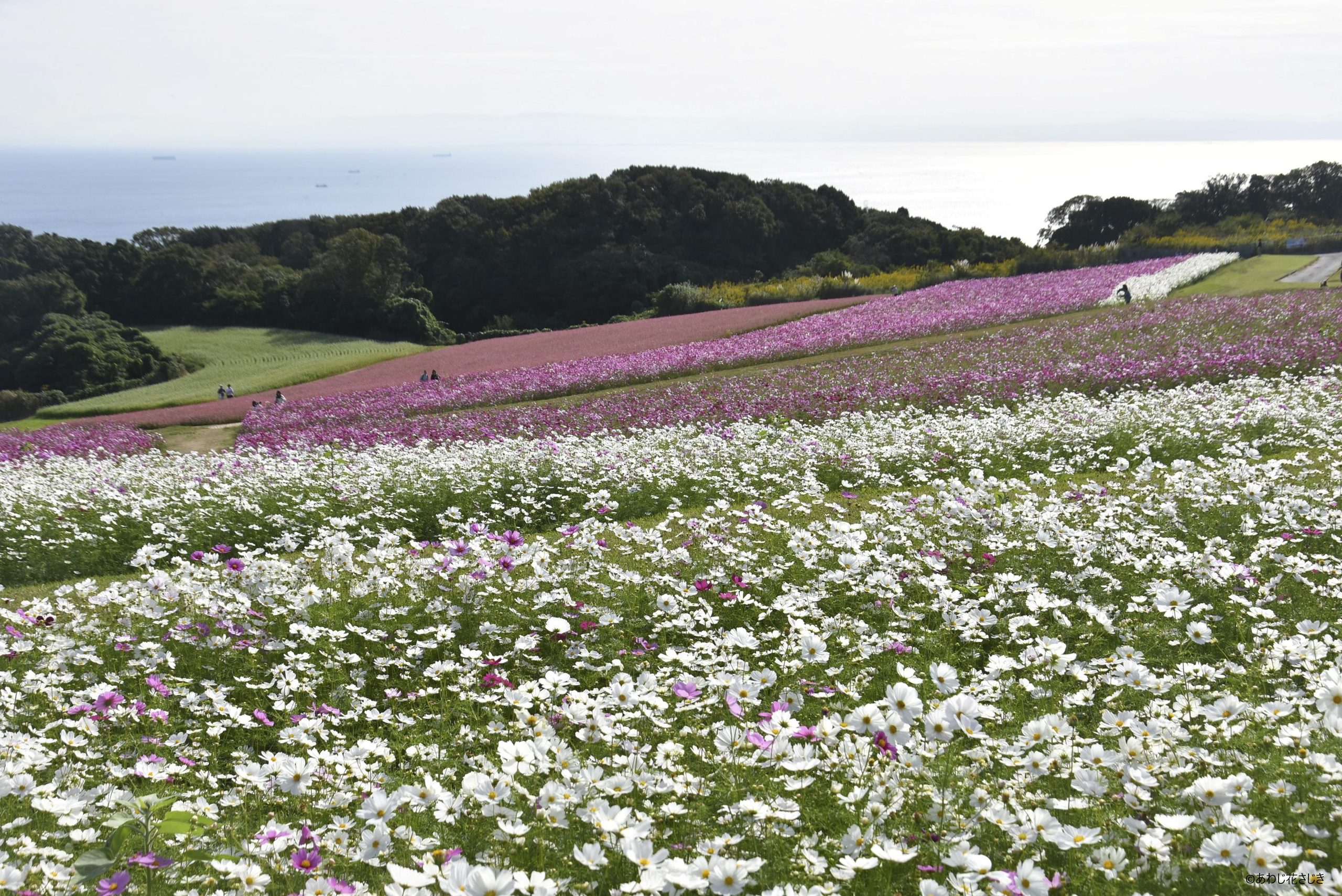癒しの花園　コスモス、赤ソバ、白ソバ