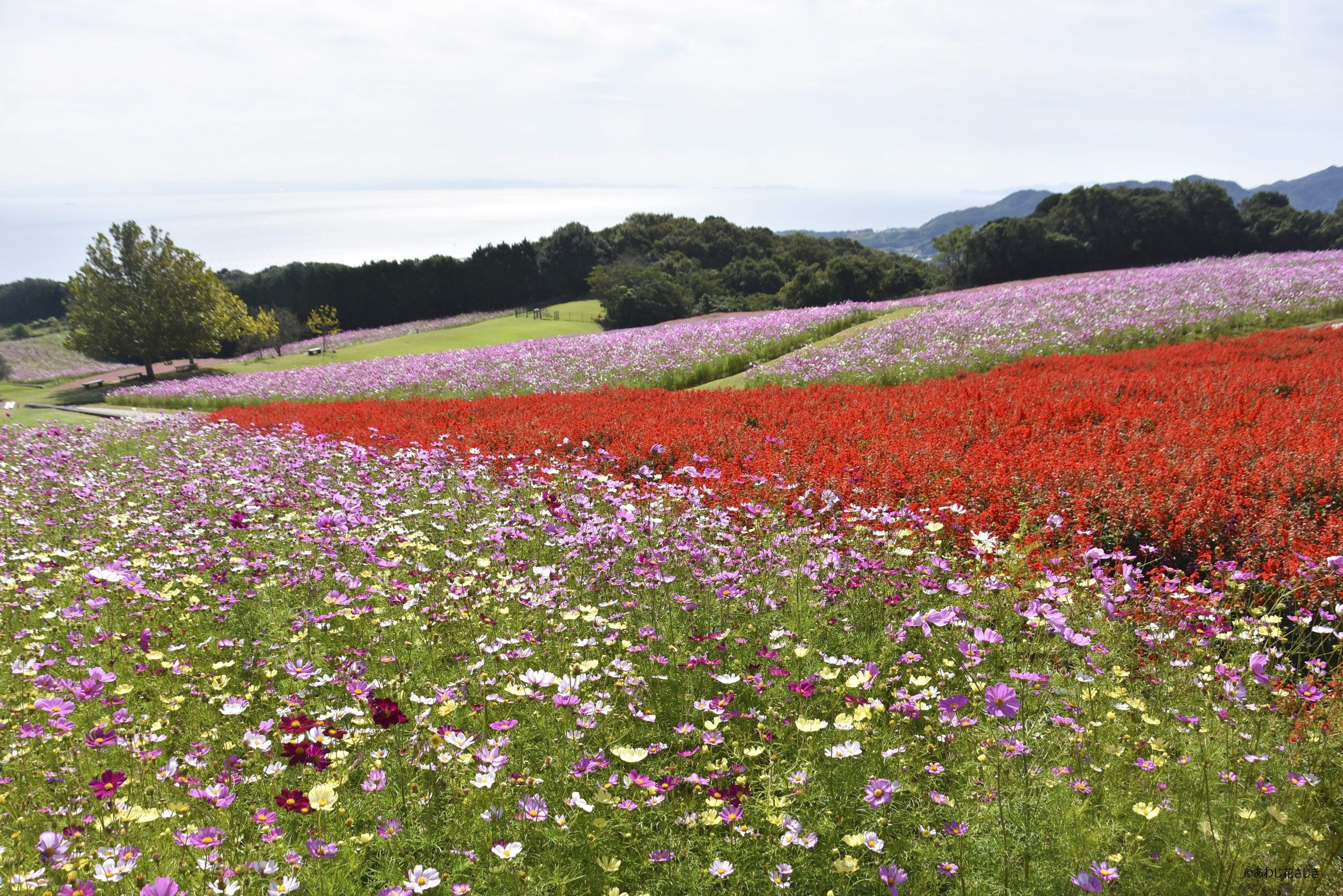 ふれあいの花園　コスモス、サルビア