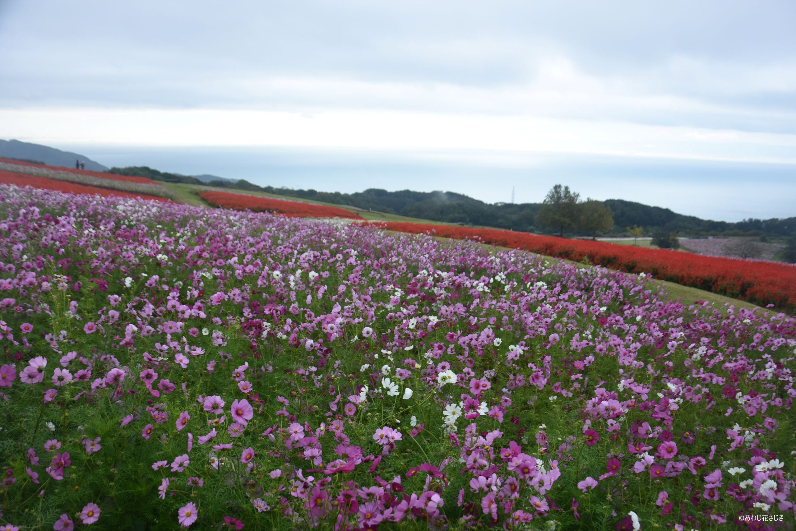 ふれあいの花園花壇から